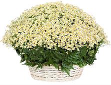Цветочная композиция из Ромашки в корзине #REPLACE_PRED# Кысыл-Сыре